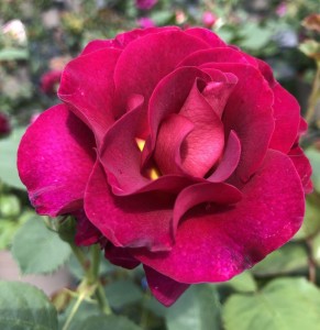 PURPLE MAGIC (floribunda)